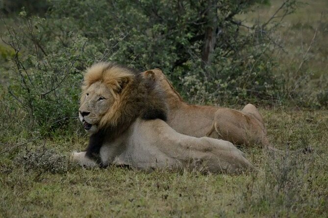 Half Day Rhino and Lion Park Closed Vehicle Game Drive