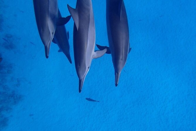 Hurghada: Dolphin House-Water Sports,Snorkel, Buffet and Transfer - Group Size and Operator Details