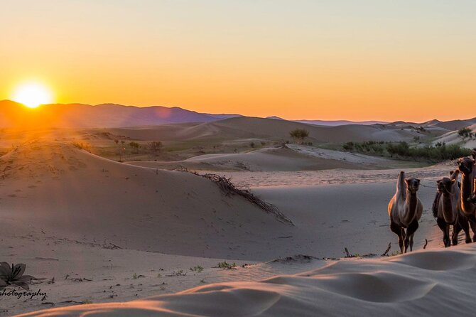 Immersive Mongolian Gobi Experience, Camel, Cousine, Stargaze, 2D - Accessibility Information