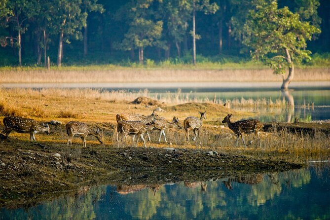 India Wildlife Photography Tour - Pickup and Train Transportation Information