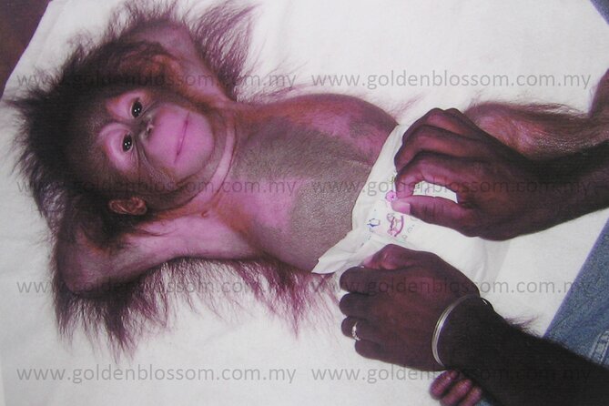 Ipoh The Land Of Grace + Orang Utan Island +Lunch(Guided Tour) - Booking and Cancellation Policy