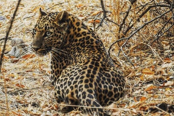 Jhalana Leopard Safari+Abhaneri Step Well Tour From Jaipur Including Car & Entry