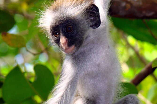 Jozani Forest Tour; Mnemba Island Snorkeling; Baraka Aquarium; Kendwa Beach - Cancellation Policy