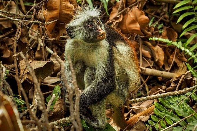 Jozani Forest Tour; The Island Pongwe Restaurant; Baraka Aquarium; Kendwa Beach - Reserve Your Spot