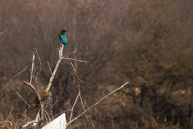 Karauli Village & Wildlife Tour From Jaipur - Pricing Details