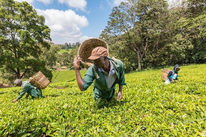 Kiambethu Tea Farm Tour From Nairobi With Lunch - Booking and Cancellation Policy