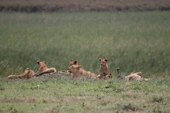 Kilimanjaro Climb via Rongai Route- 8 Days - Safety and Health Considerations