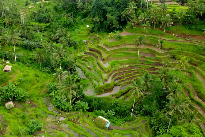 Kintamani Volcano VW Safari Bali Tour - Volkswagen Classic Car Trip - The Sum Up