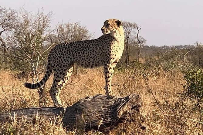 Kruger National Park Open Vehicle Safari Full Day