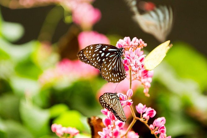 Kuala Lumpur Bird Park & Butterfly Farm Tour - Refund Conditions