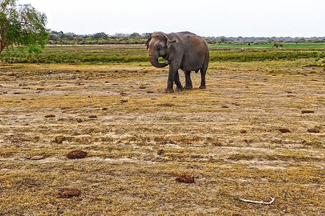 Lahugala Kitulana National Park Private Safari - Meeting and Pickup Details