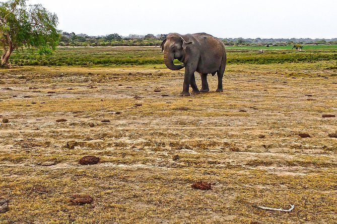 Lahugala Kitulana National Park Safari With Naturalist - Naturalist Guide Expertise