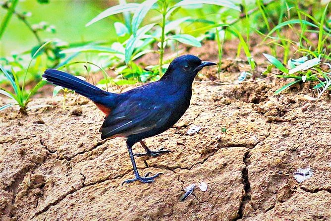 Lunugamvehera National Park Private With Naturalist (12 Hrs) - The Sum Up