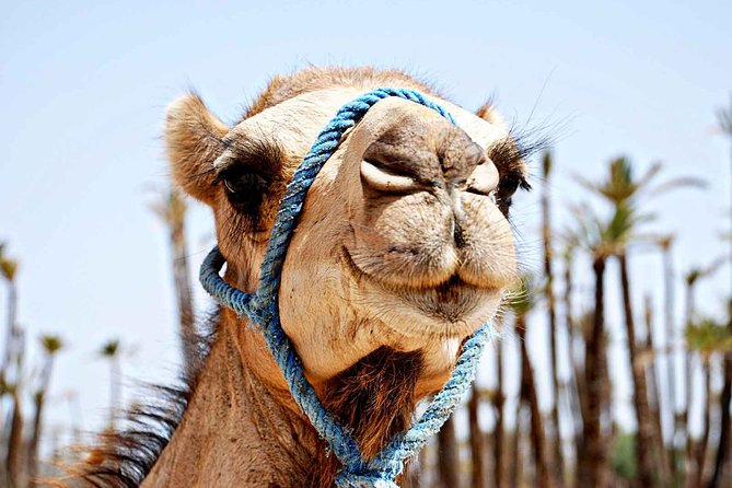 Marrakech Experience: PalmGrove Camel Ride Excursion - Cancellation and Refund Policy
