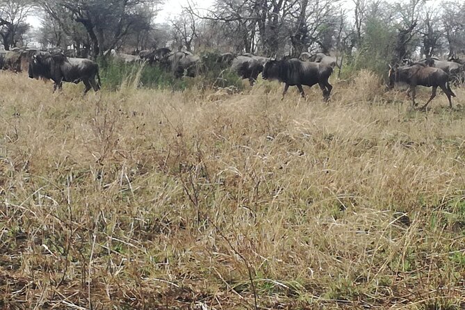 Mid Range Tanzania Safari - 8 Days - Booking and Cancellation Policy