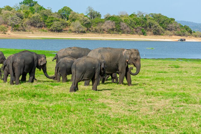 Minneriya National Park Entrance Ticket - Booking and Cancellation Policy