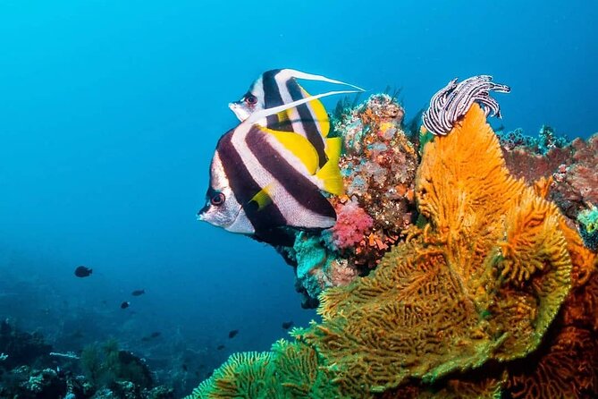 Mnemba Dolphin Tour, Jozani Forest, The Rock Restaurant, Kuza Cave, Paje Beach - Frequently Asked Questions