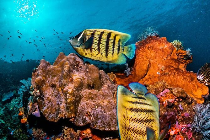 Mnemba Snorkeling Tour, Secret Garden, Stone Town Tour, Emerson Spice Dinner - Accessibility Options