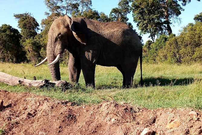 Mombasa and Diani Beaches Day Trips to Tsavo Park - Reviews and Ratings