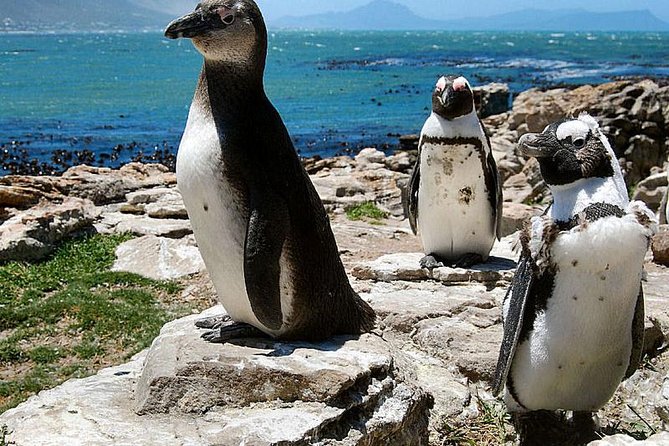 Mother City Cape Town 3-Day Attraction:Township & Cape Peninsula & Wine Tasting - City Center Pickup and Logistics
