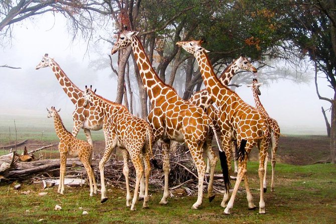 Nairobi Guided Day Tour to Giraffe Center & Elephant Orphanage - Expectations