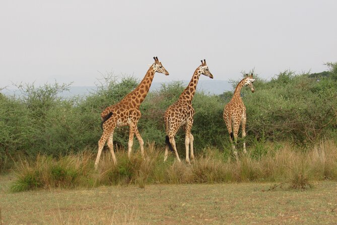 Nairobi National Park and Giraffe Center Half Day Tour - Accessibility Information