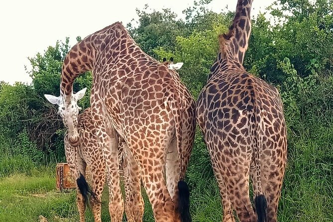 Nairobi National Park and Giraffe Center Private Guided Tour - Additional Details
