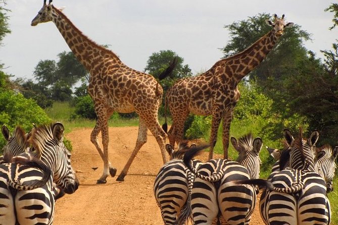 Nairobi National Park & Carnivore Restaurant Lunch or Dinner Guided Day Tour - Operator Information