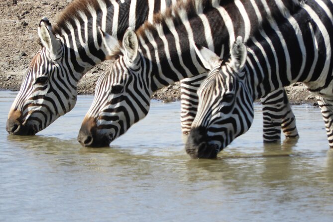 Nairobi National Park Drives - Inclusions and Exclusions