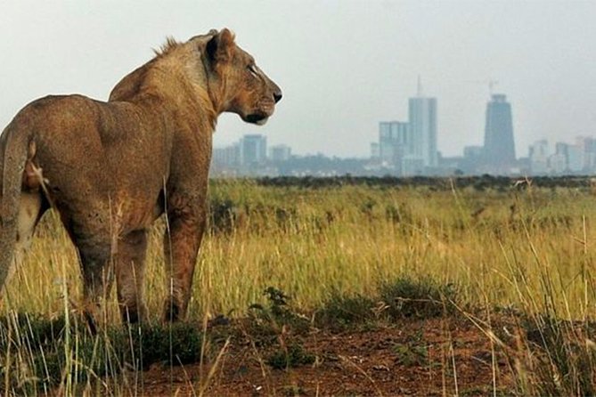 Nairobi National Park Game Drive & Carnivore Restaurant Lunch or Dinner - Pricing Details
