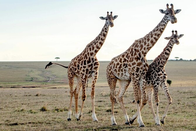 Nairobi Park Giraffe Center Beads Center And Karen Blixen Museum - Cancellation Policy