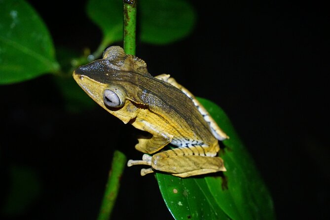 Night Frogs Tour at Kubah National Park - Cancellation Policy