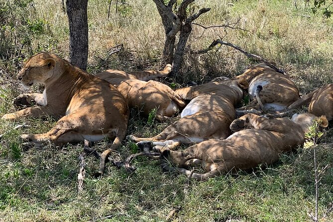 Ol Pejeta Conservancy & Chimpanzee Sanctuary Full Day Tour - Additional Information