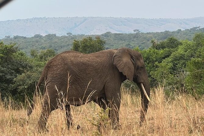 One Day Akagera National Park Safari From Kigali - Booking and Payment