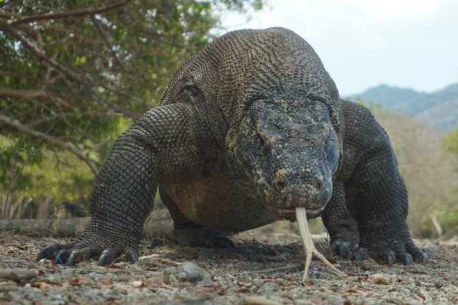 One Day Trip to Komodo National Park, Using a Luxury Fast Boat - Important Directions