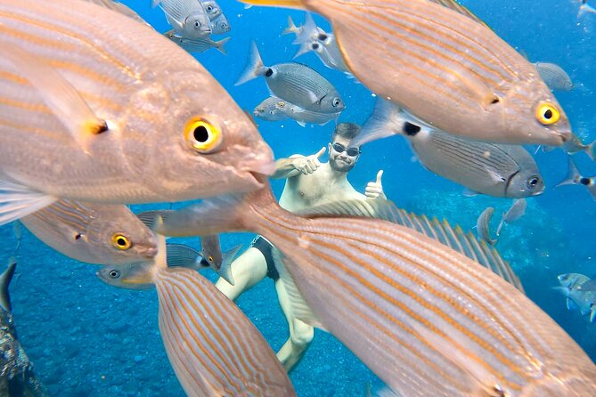 Open-Water Swimming in Madeira - Pricing and Reservation