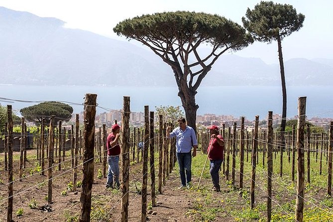 Organic Wine Tasting & Lunch on Vesuvius With Transfer From Amalfi Coast - Reservation and Payment Options