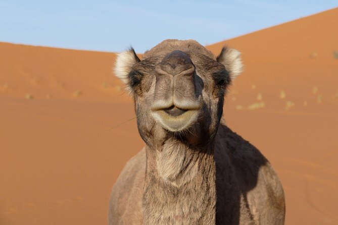 Overnight Small-Group Desert Tour From Fez With Camel Ride and Desert Camp - Health and Safety Guidelines