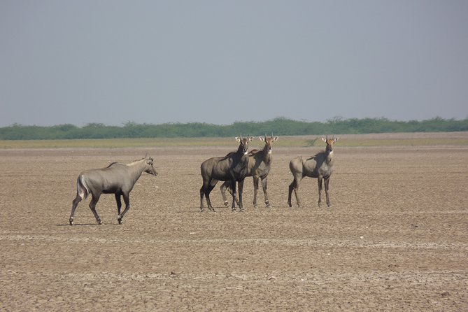 Overnight Trip To Little Rann Of Kutch From Ahmedabad - Breakfast at Hotel
