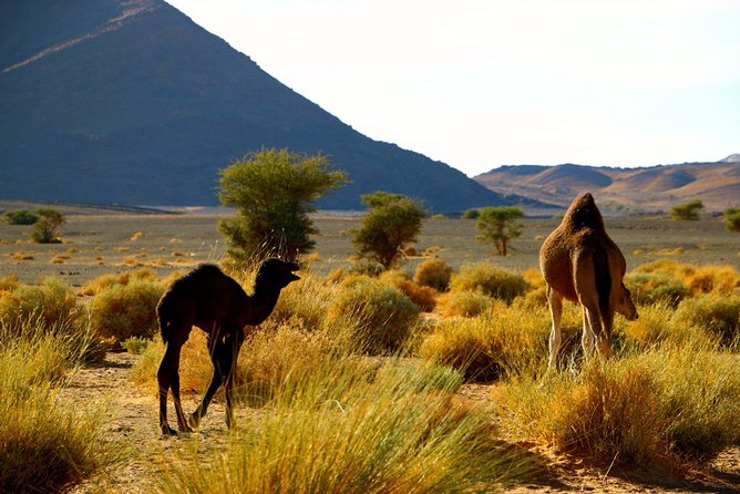 Private 2-Day Camel Trekking in Merzouga All Inclusive With Night in Luxury Camp - Tips for Your Trek