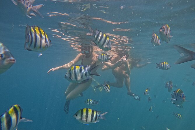 Private 2 Hours Snorkeling Experience With Baby Turtles Visit - Frequently Asked Questions