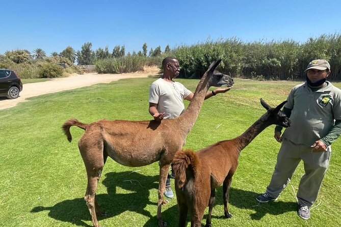 Private 3 Day Tour of Giza Pyramids, Cairo and African Park Safari - Pricing Details