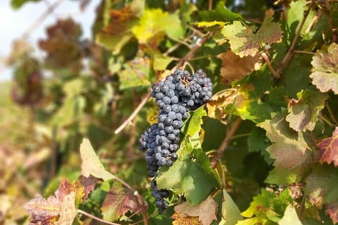 Private Authentic Wine & Food Tour From Split - Accessibility and Participation Details