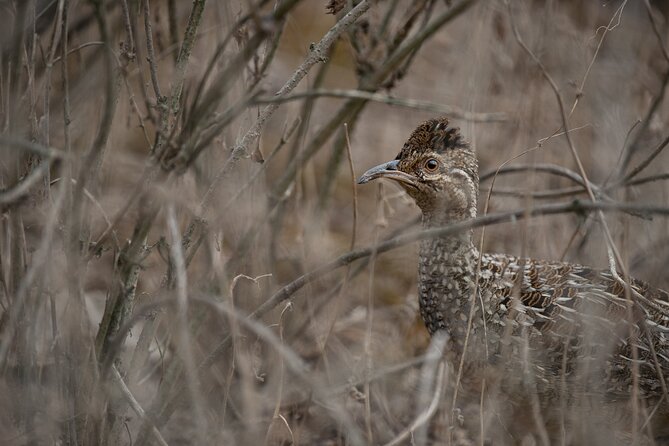 Private Birdwatching and Photography in Lomas De Lachay - What to Expect: Confirmation, Accessibility