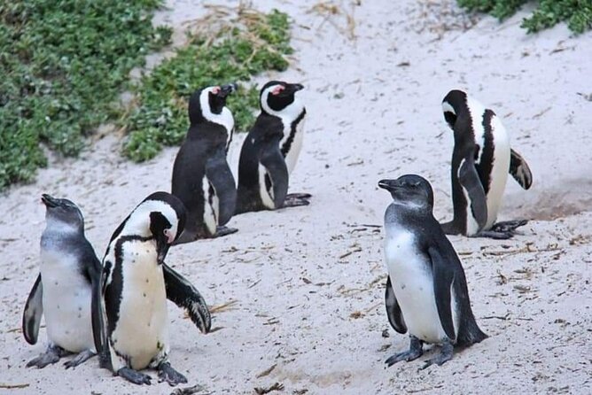Private Cape of Good Hope, Chapman's Peak Drive, Penguin Day Tour - Booking Process