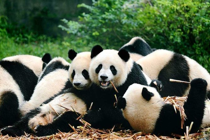 Private Chengdu Highlights Day Trip: Panda Base and City From Xiamen by Air - Practical Information for Travelers