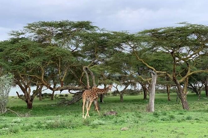Private Crescent Island Tour and Boat Ride in Nairobi - Price and Guarantees