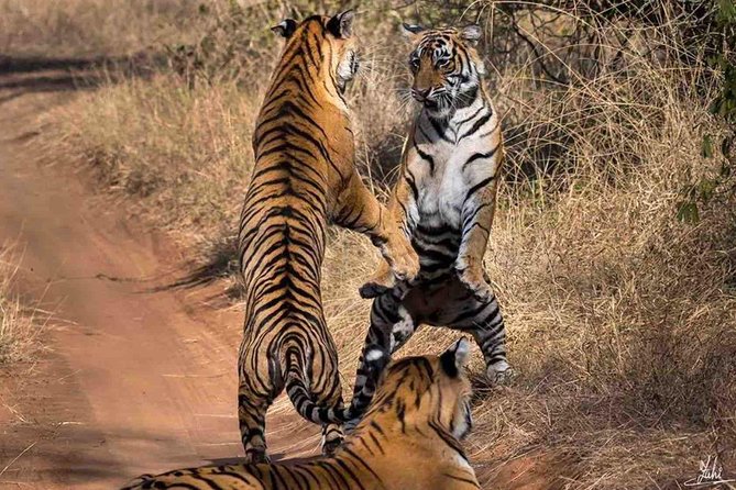 Private Delhi Agra Jaipur With Ranthambore National Park - Accessibility and Traveler Information