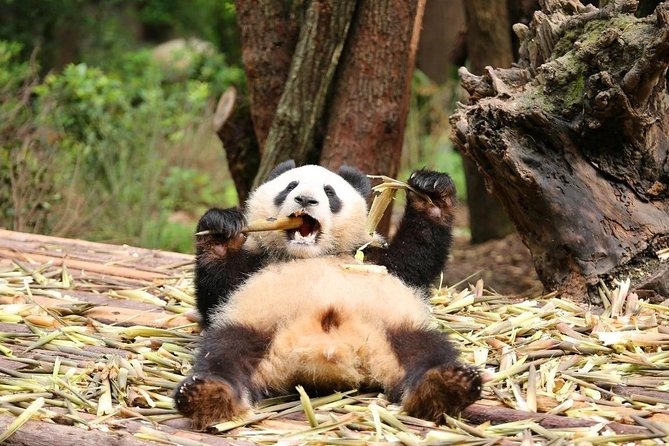 Private Full Day Chengdu Panda Base and Dujiangyan Irrigation System Tour - Frequently Asked Questions