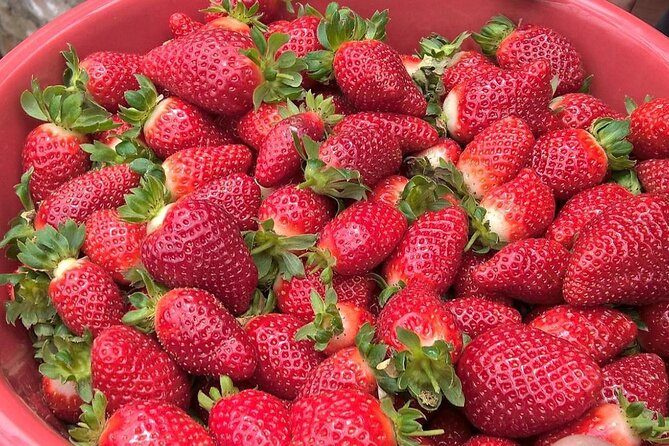 Private Full Day Tour : Cameron Highlands With Batu Caves Stopover - How to Book and Reserve